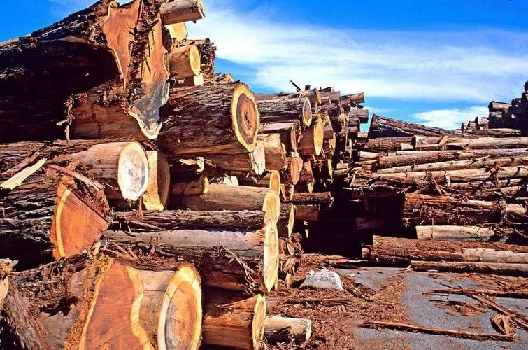 北美市场木材价格上涨